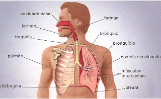 Na inspiração a contração dos músculos estriados intercostais e do diafragma são fundamentais