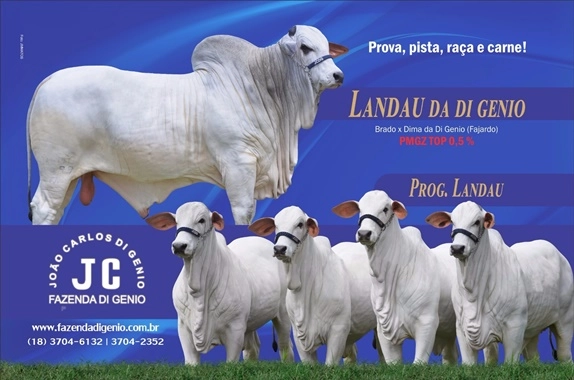 Gado da raça Landau, da Di Genio. Foto: Fazenda Di Genio