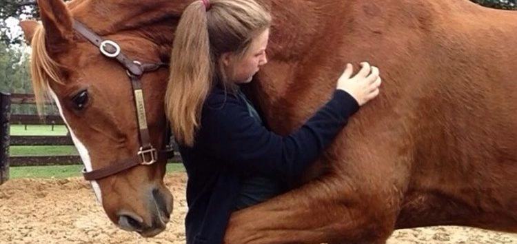 Cavalos entendem emoções humanas – e lembram-se de humanos mal
