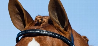 Alguns sinais que ajudam na identificação da comunicação com os animais. Foto: Divulgação