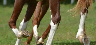 Diversos materiais podem ser utilizados nos cascos. Foto: Divulgação