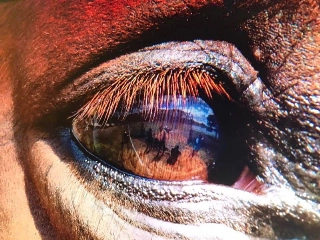 Estudos recentes mostram que os cavalos t&ecirc;m uma mem&oacute;ria extraordin&aacute;ria. Foto: Divulga&ccedil;&atilde;o