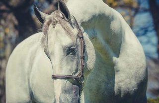 'Cavalgar em liberdade é o anseio de toda alma!'. Foto: Divulgação