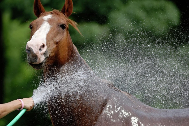 Cuidados com o banho de cavalos