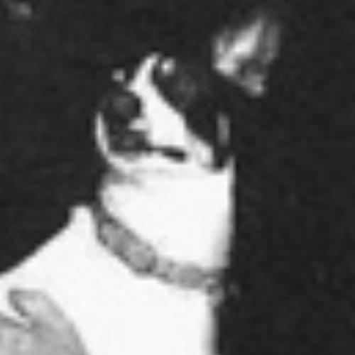 Biriba  - Ex-mascote do Botafogo-RJ