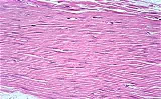 Essa &eacute; uma das maravilhas do nosso corpo, do nosso aparelho circulat&oacute;rio