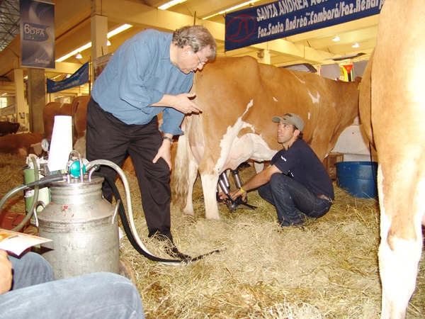 Cada animal produz em m&eacute;dia 54 litros de leite por dia