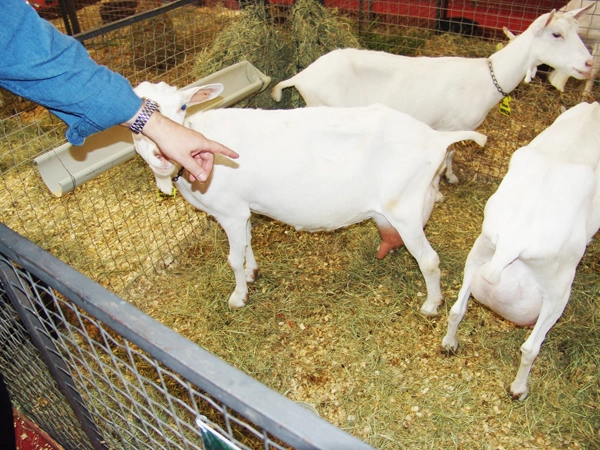 Cabras de elevado padr&atilde;o, grandes produtoras de leite