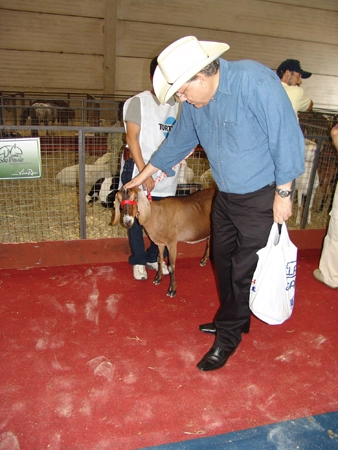 Milton encantado com os caprinos na Feileite/2009