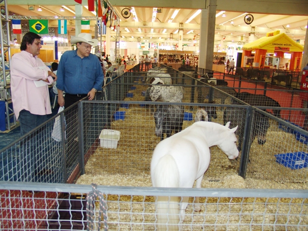 D&eacute;cio e Milton com os potrinhos