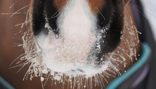 Equinos são mais resistentes que os seres humanos, mas também sofrem com baixas temperaturas