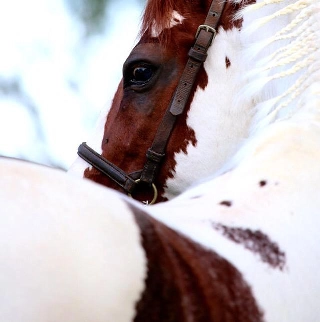 A pelagem de um cavalo &eacute; t&atilde;o individual quanto &agrave; impress&atilde;o digital de um ser humano